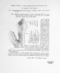 Cercospora bolleana image